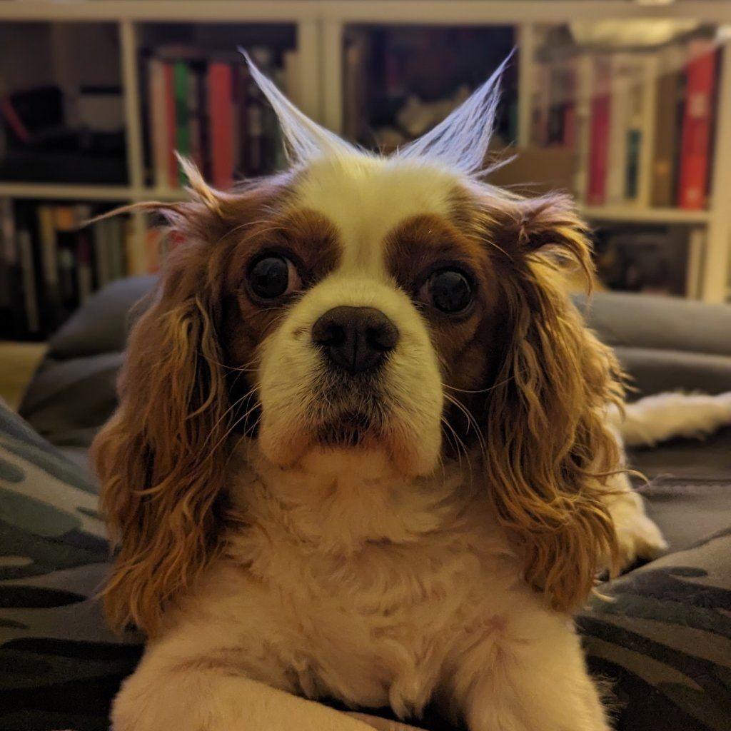Cookie