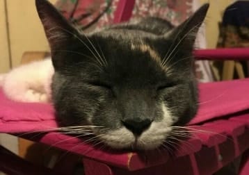 Maia