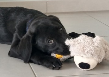 Rémus