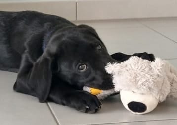 Rémus