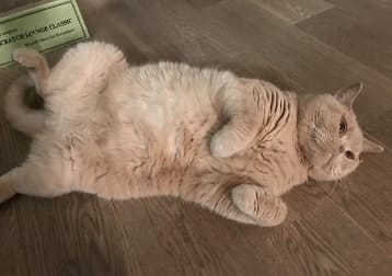 Garfield