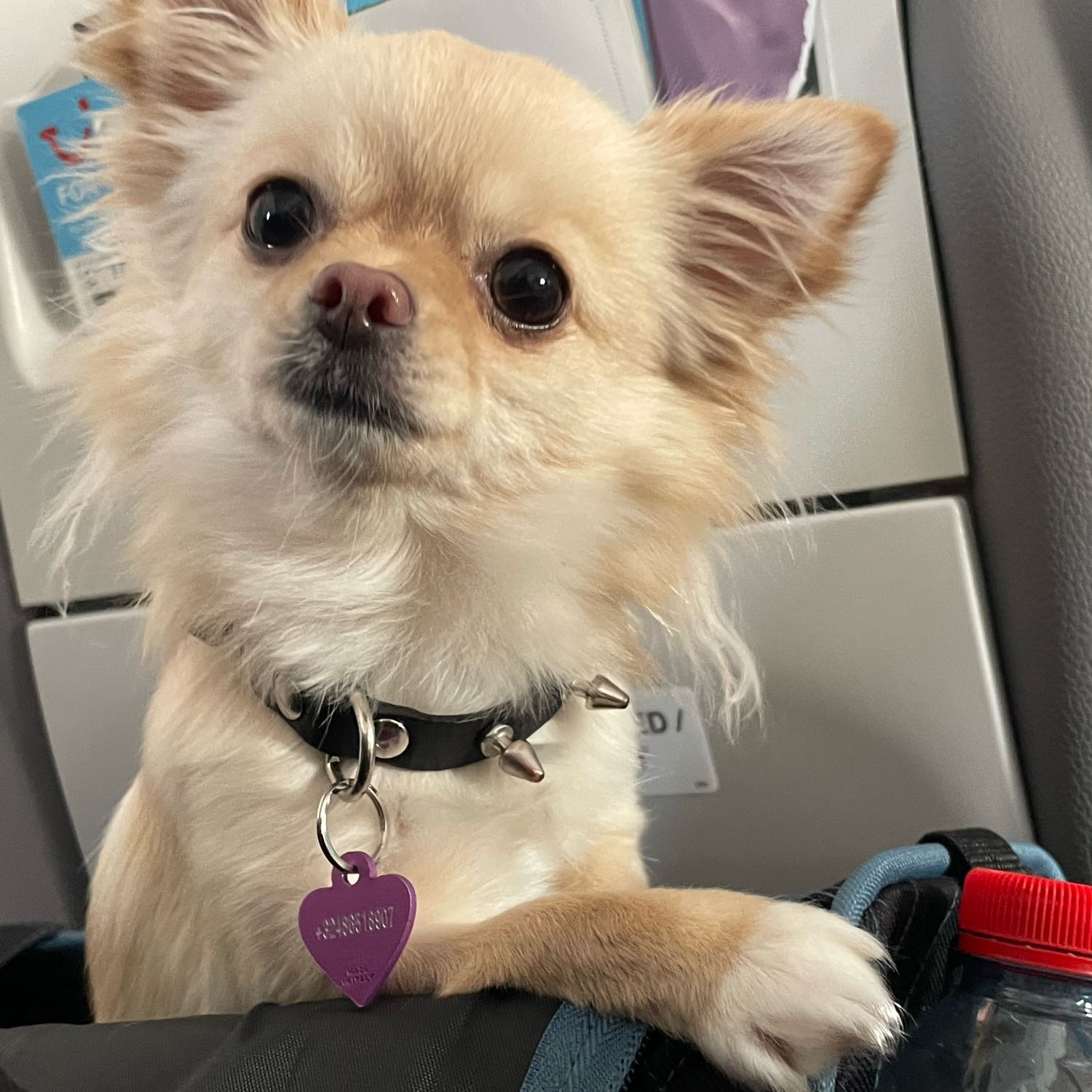 Lola 