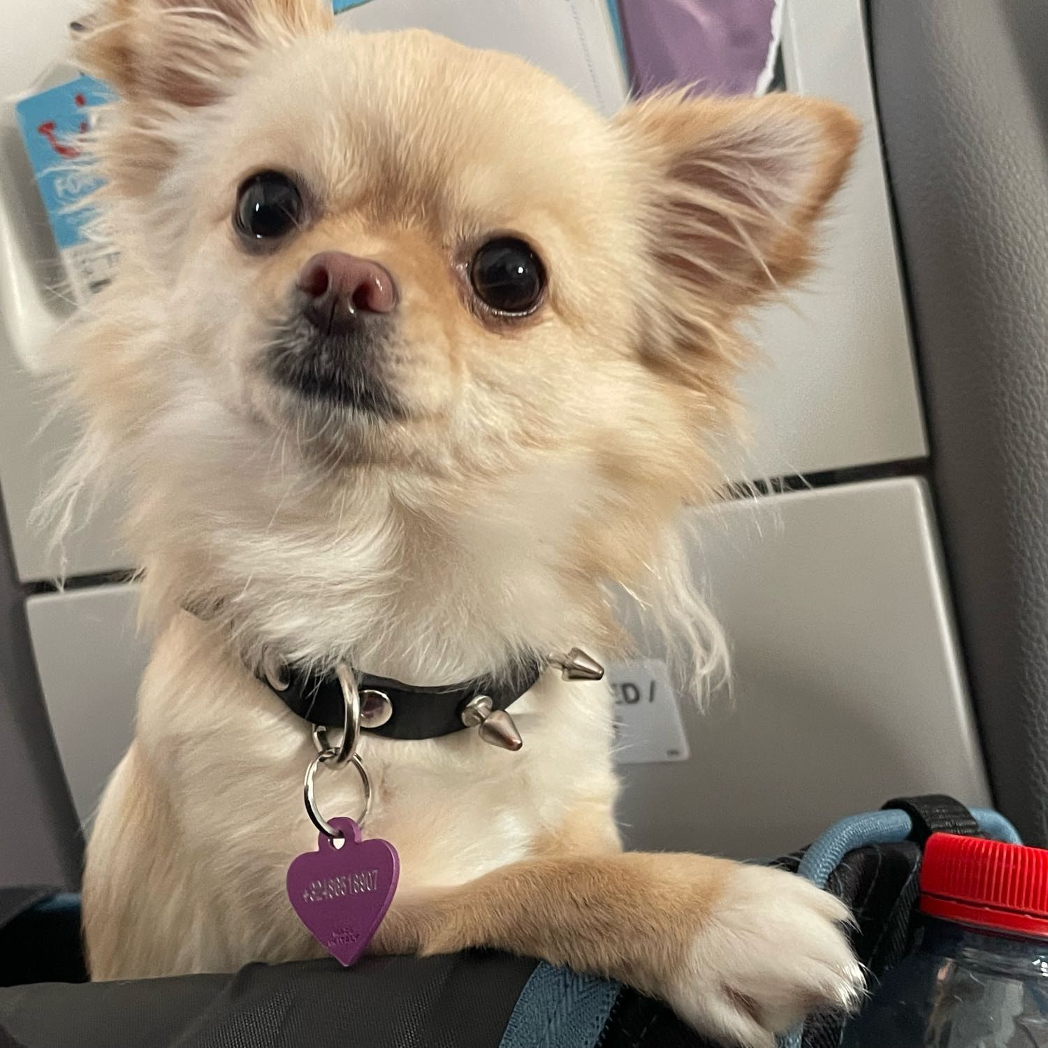 Lola
