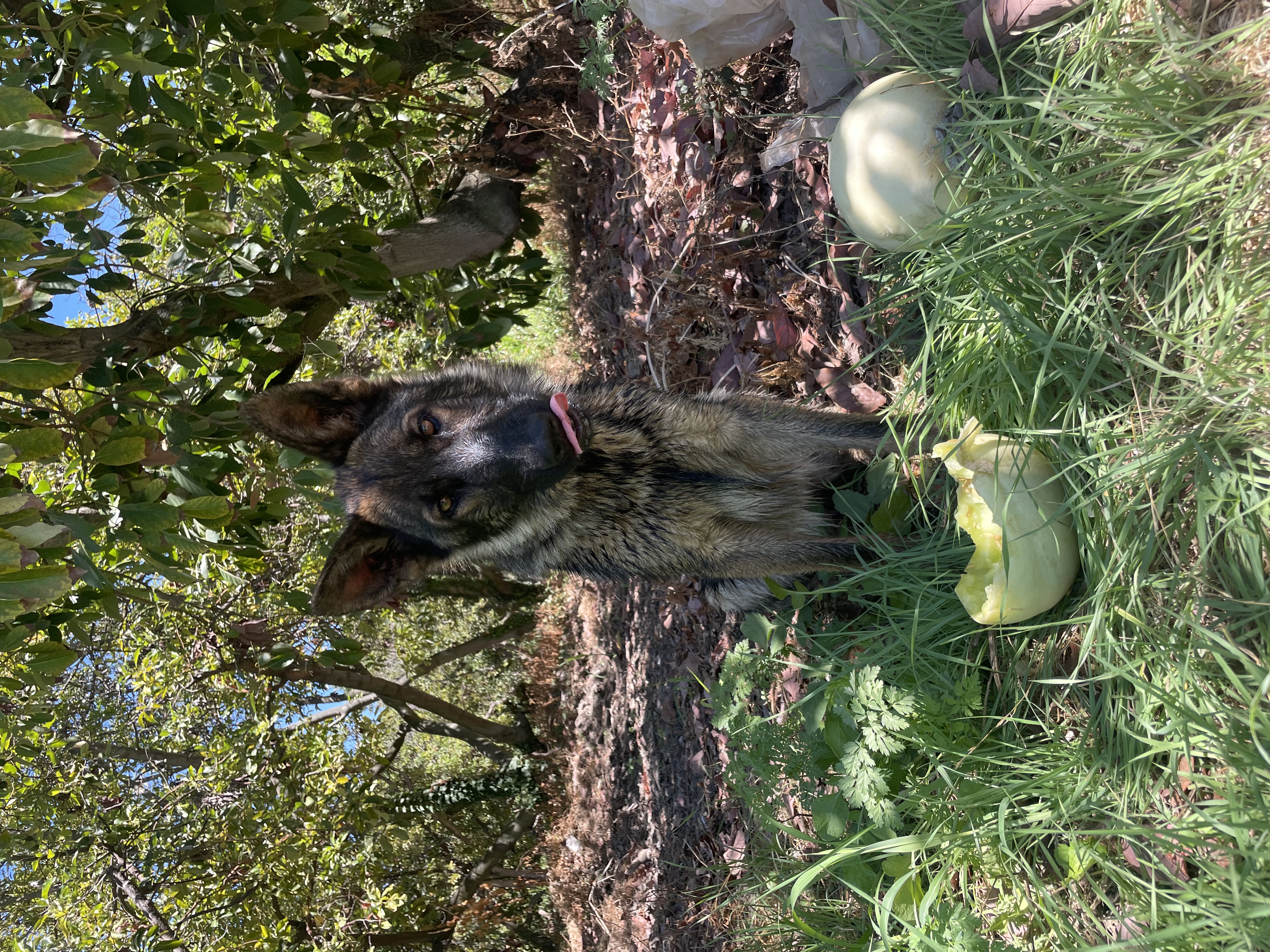 image-8