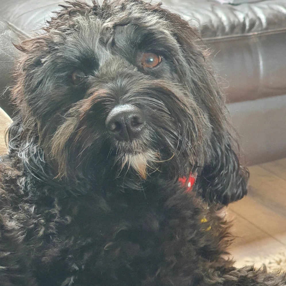 Alfie