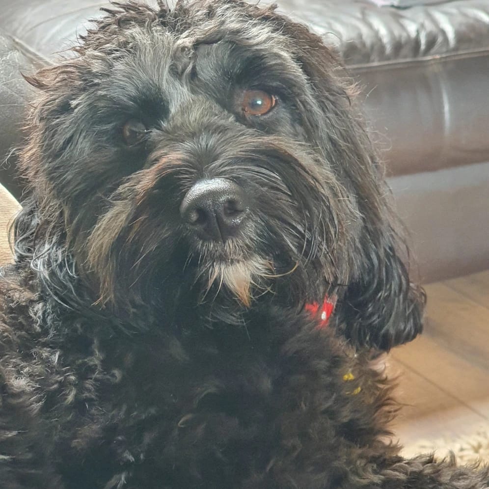 Alfie