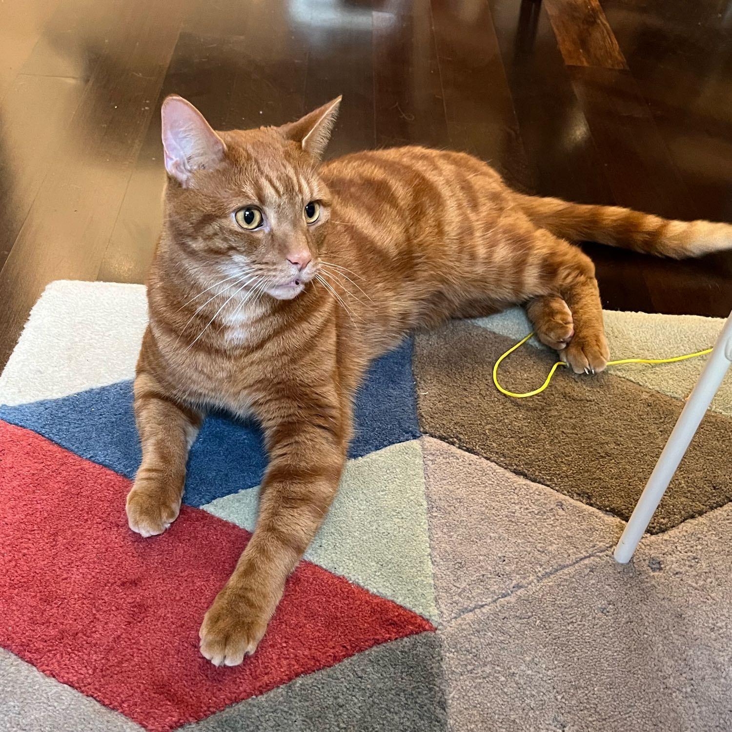 Katten