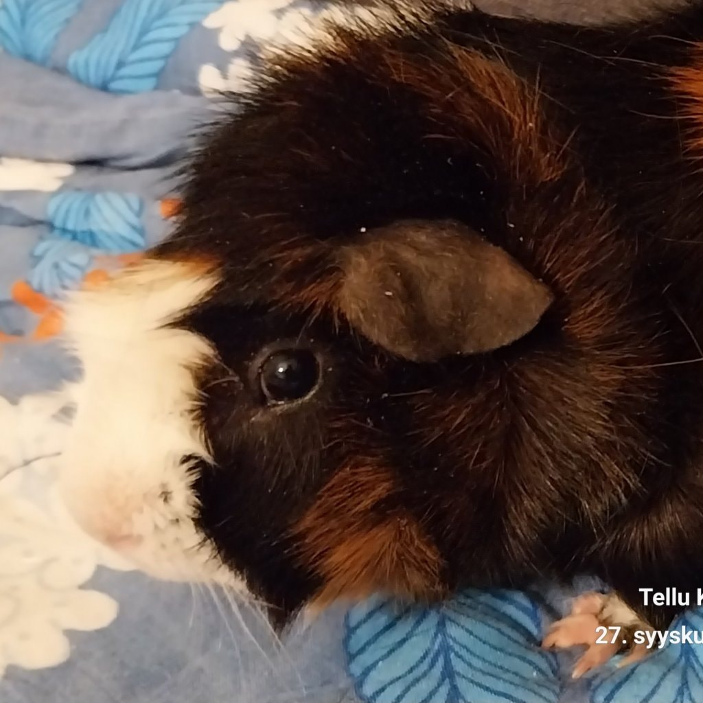 Goldhill's Missing Mystica