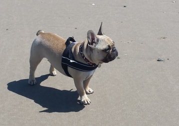 Otis