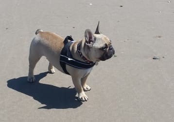 Otis