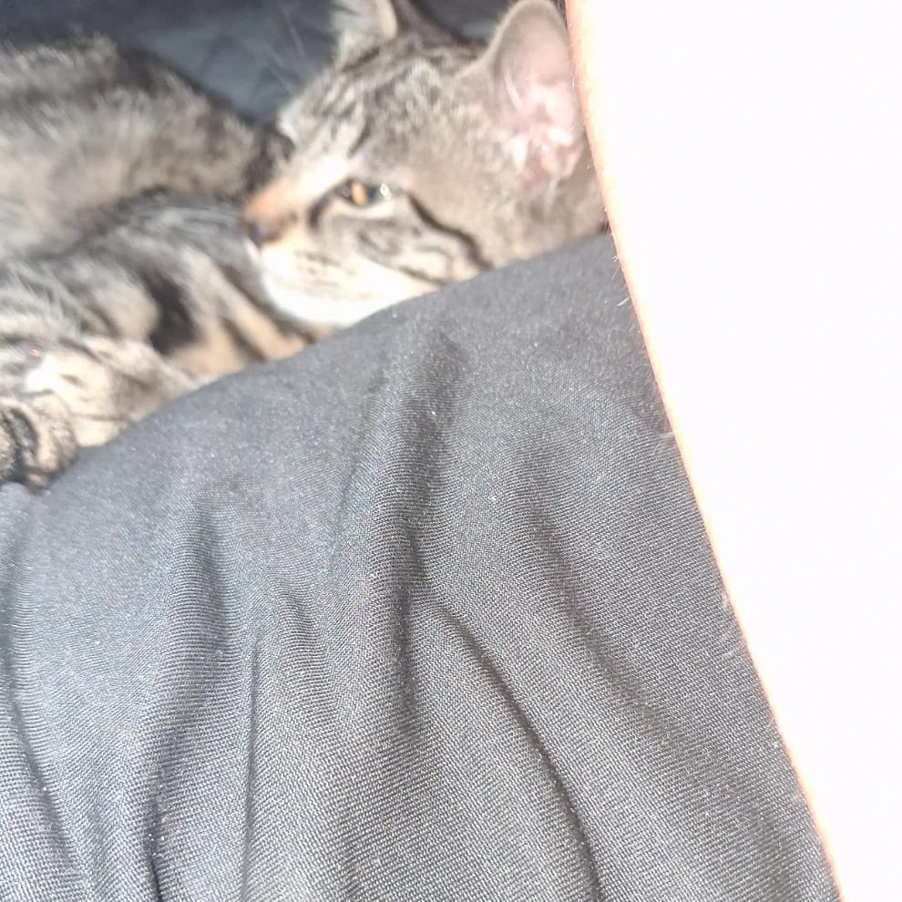 bella