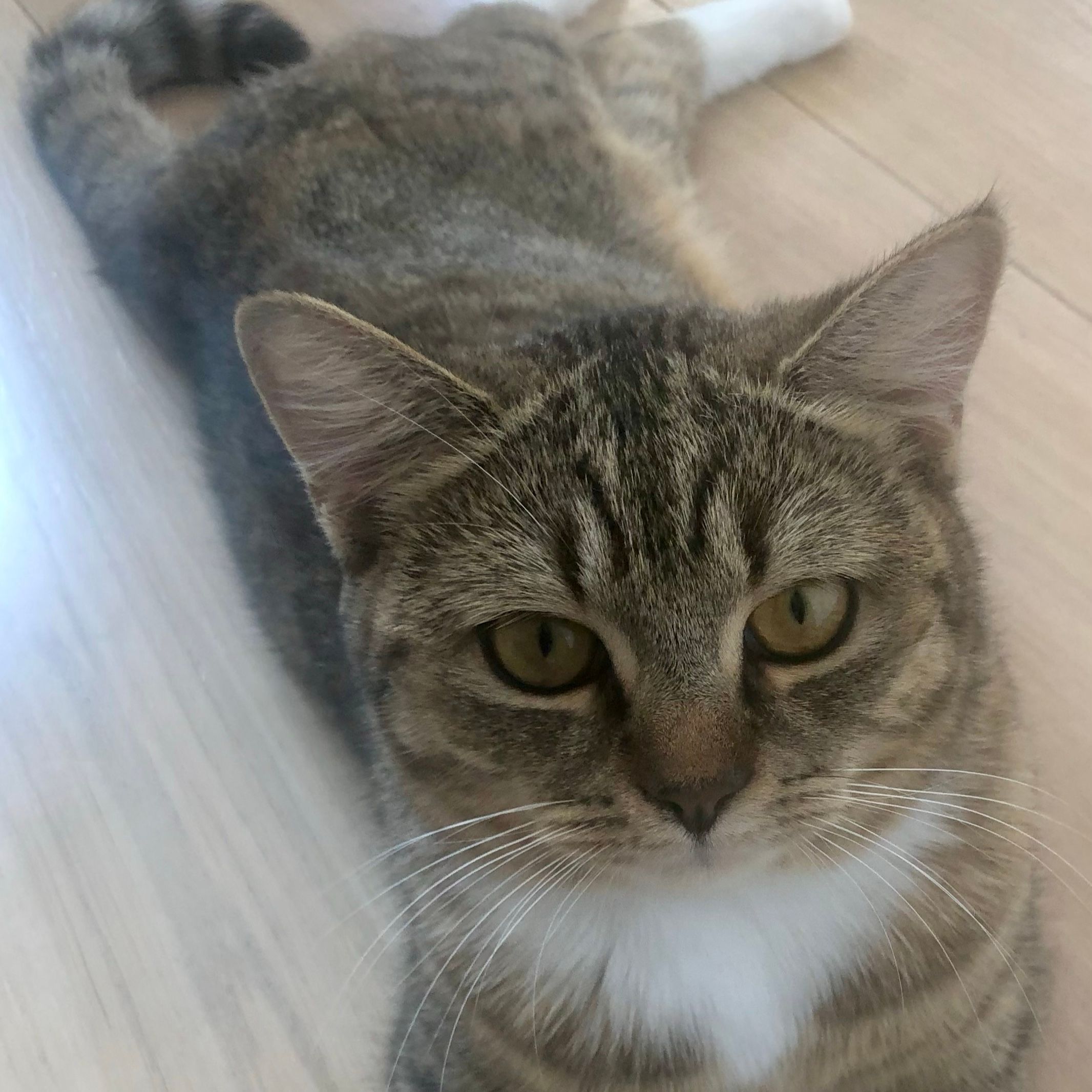 Millie