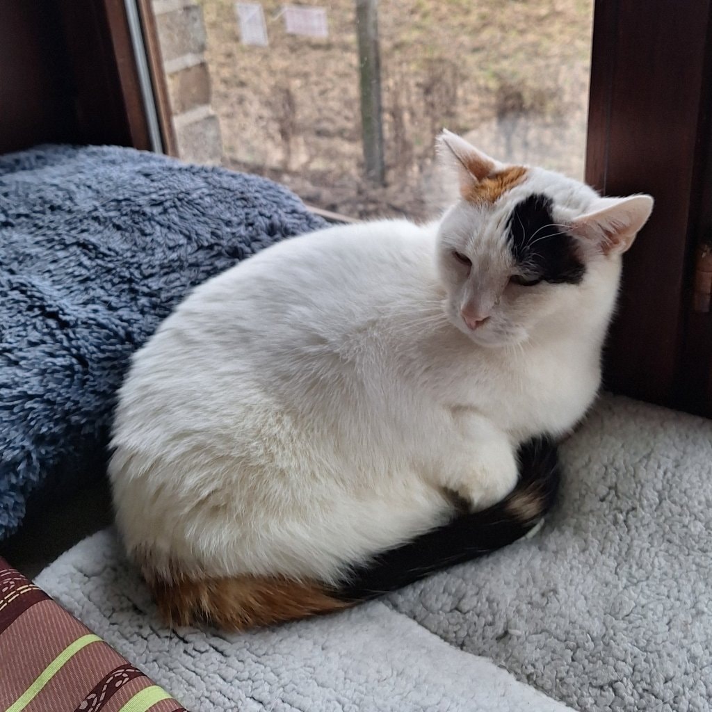 Prinses