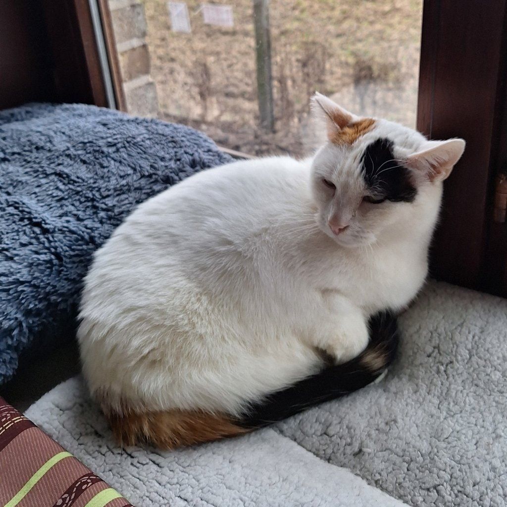 Prinses