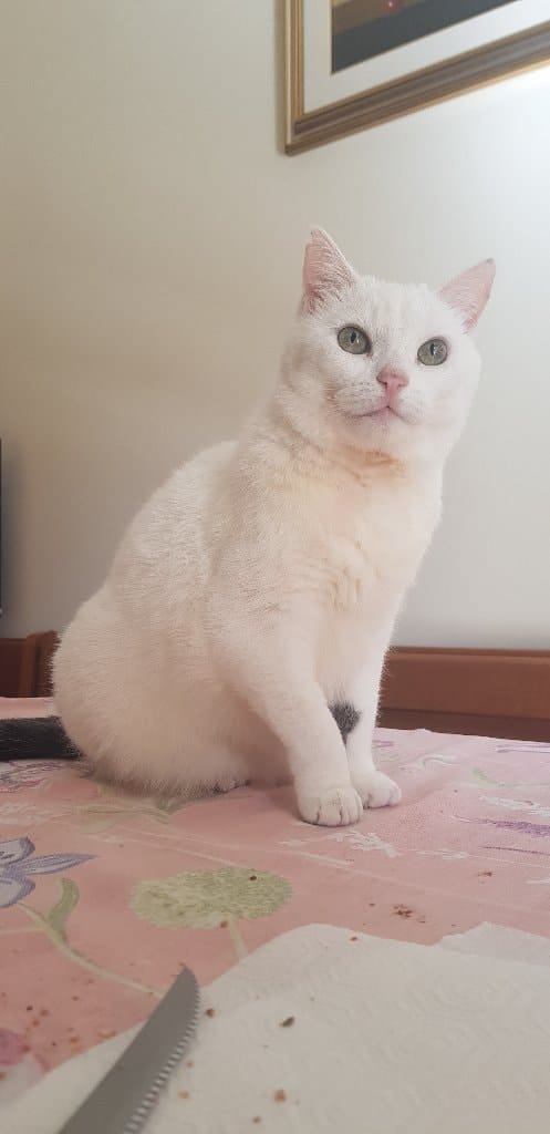 Milka