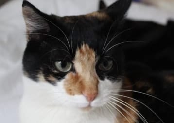 Carlotta