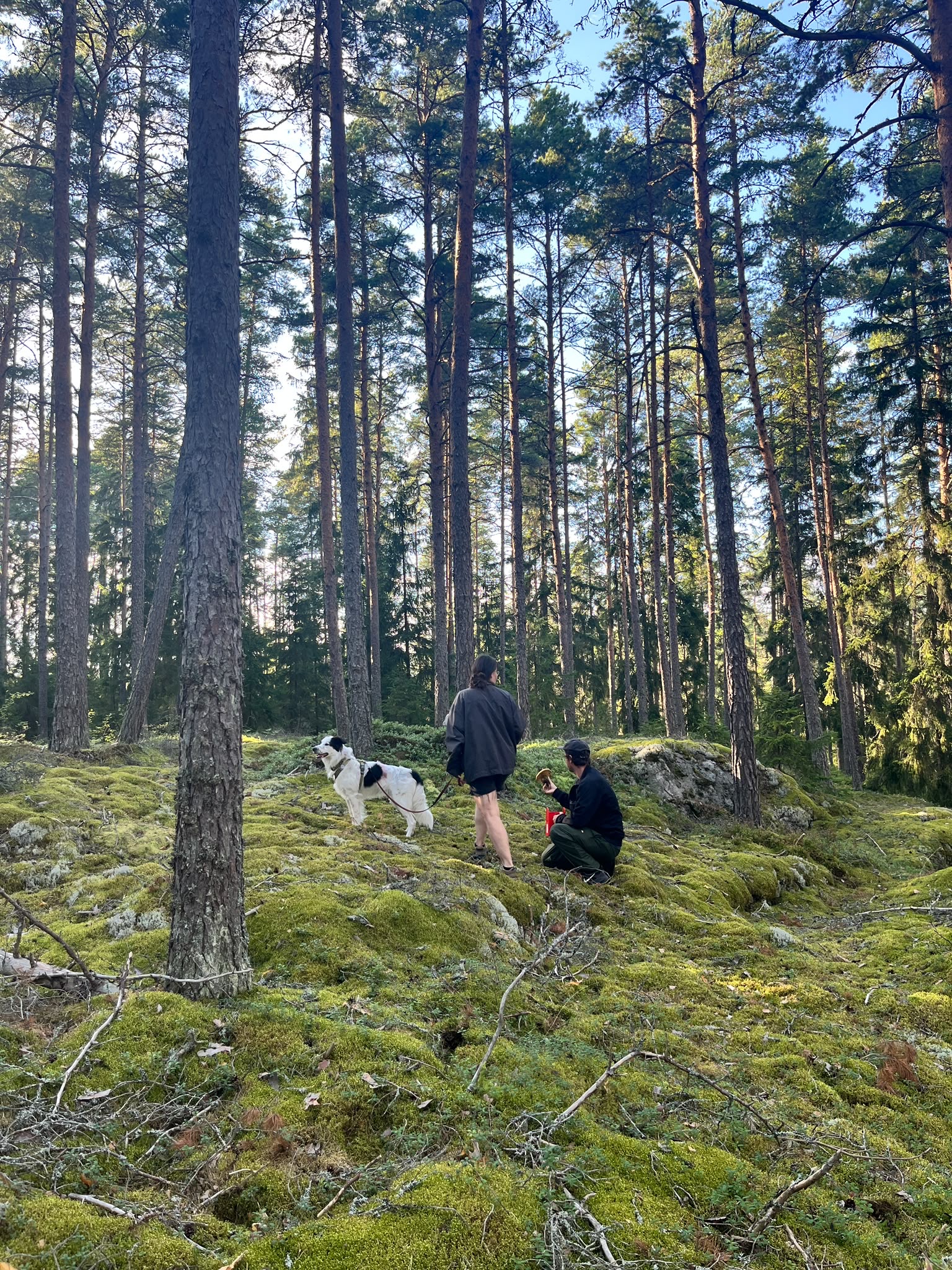 image-2