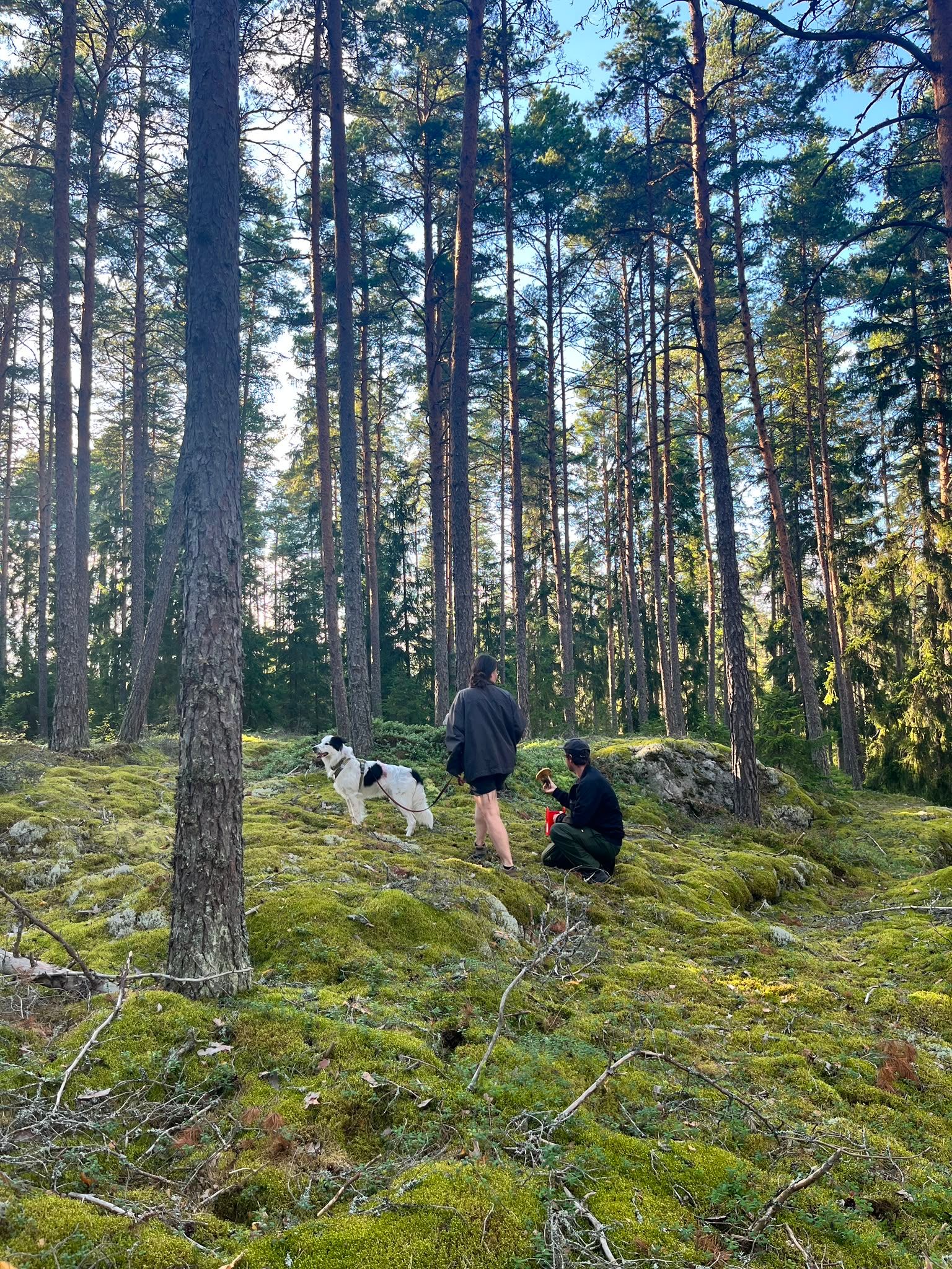 image-2