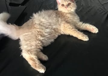 Felix