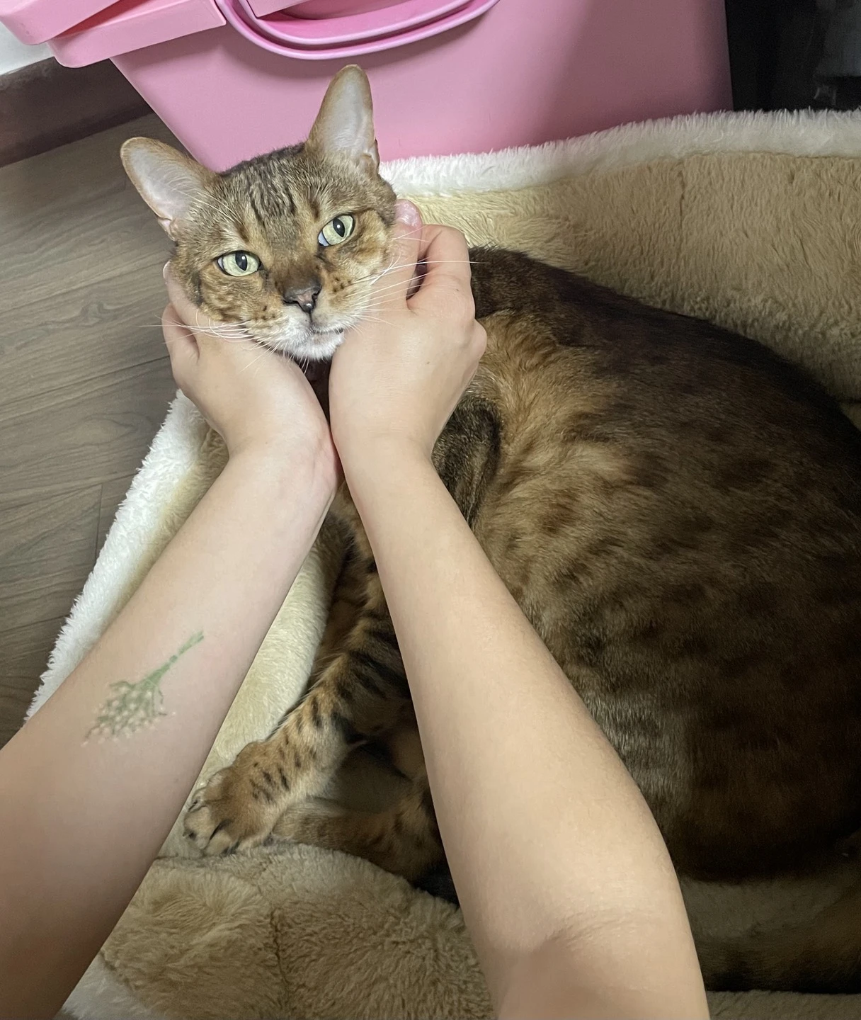 image-7