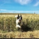 Gizmo