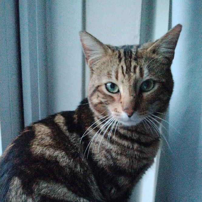 Amir 