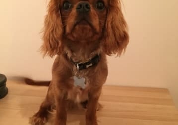 Charlie