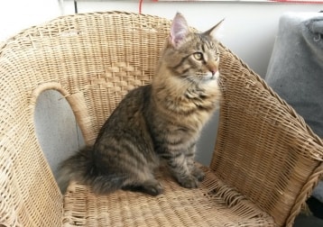 Theo