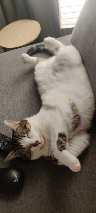 image-4