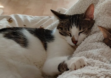 Freya