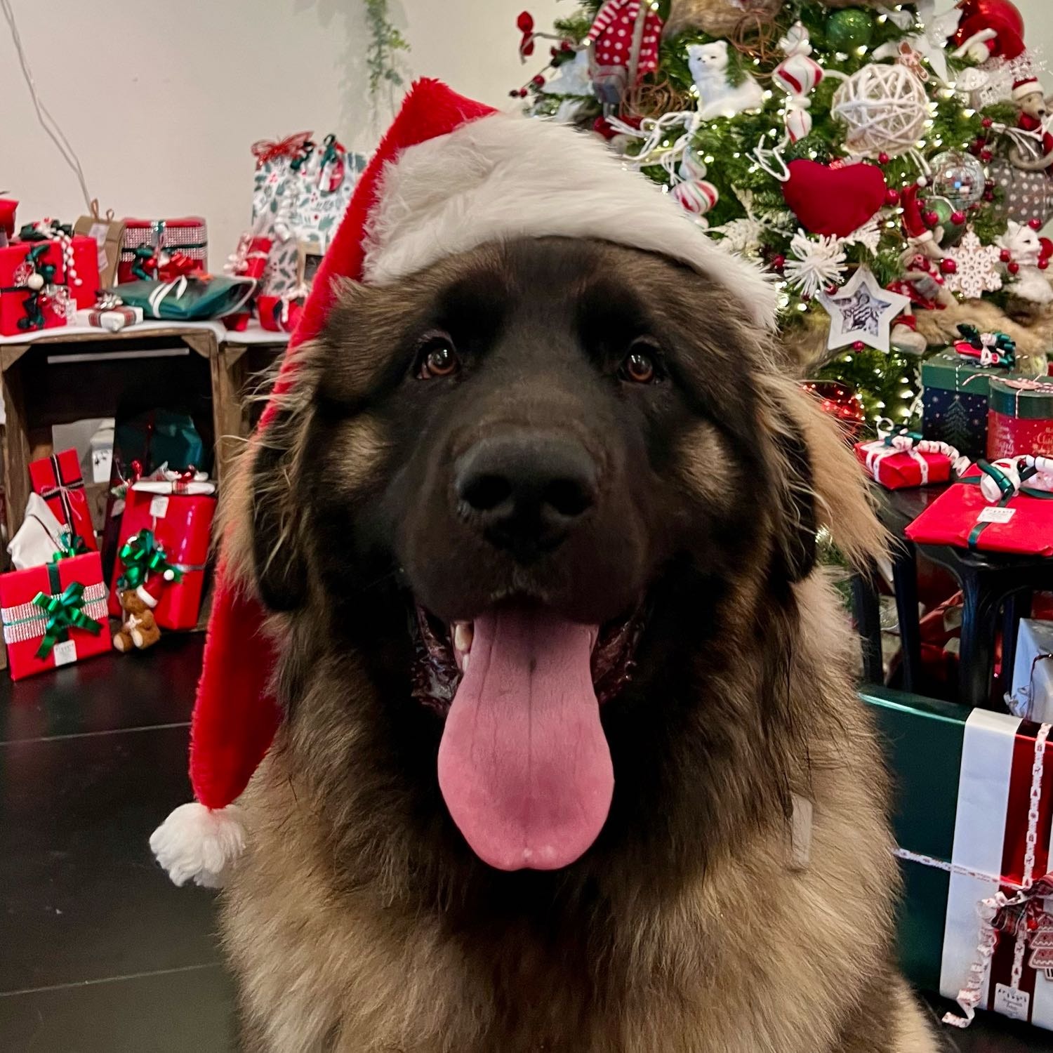 Zeus 