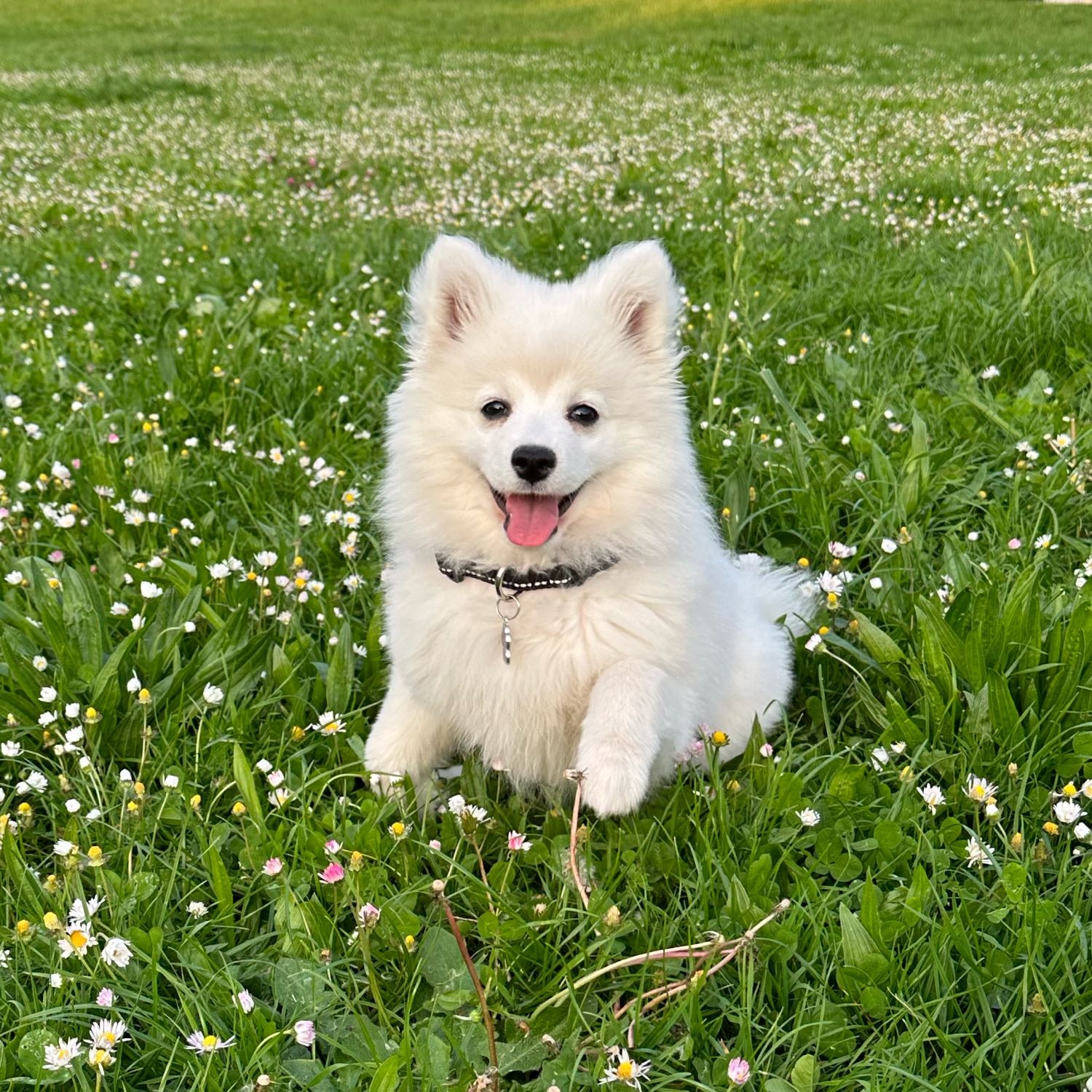Tara