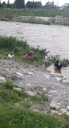 image-7