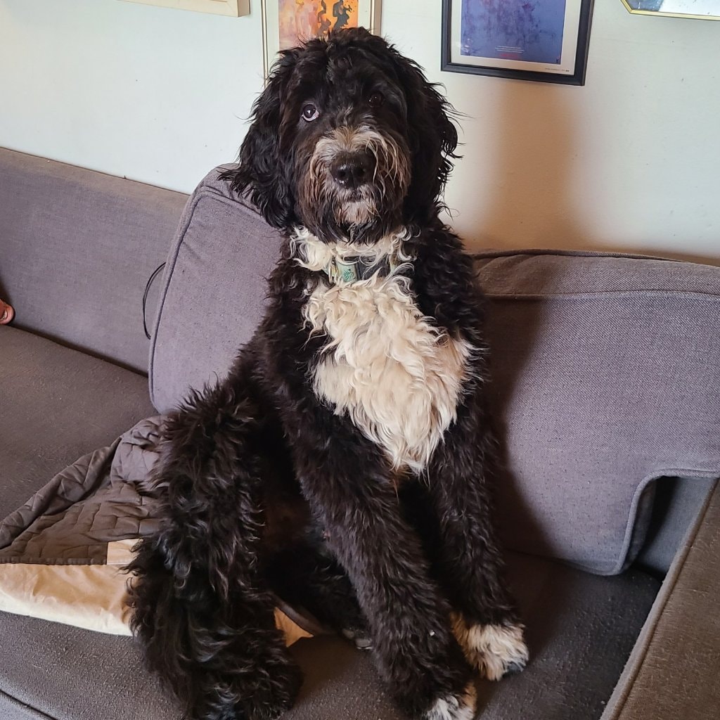 Baloo