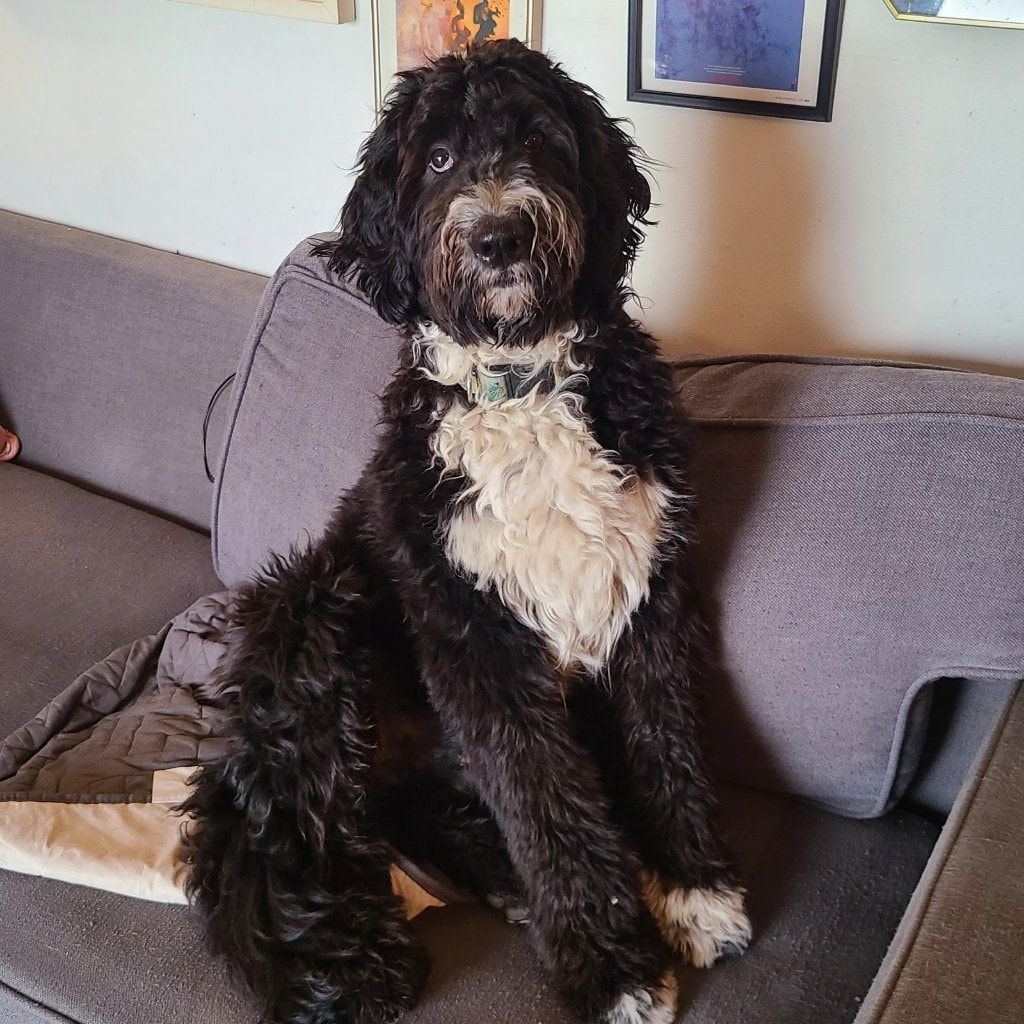 Baloo