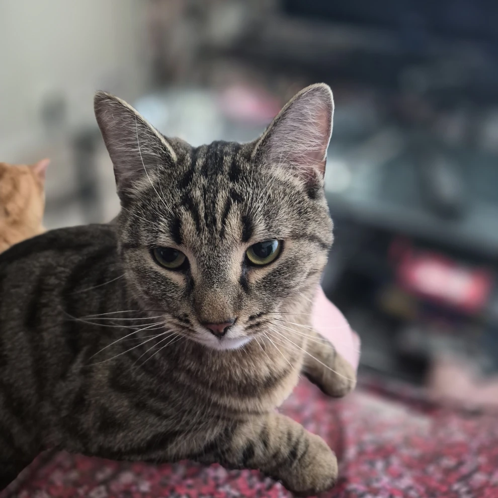 Tiuku