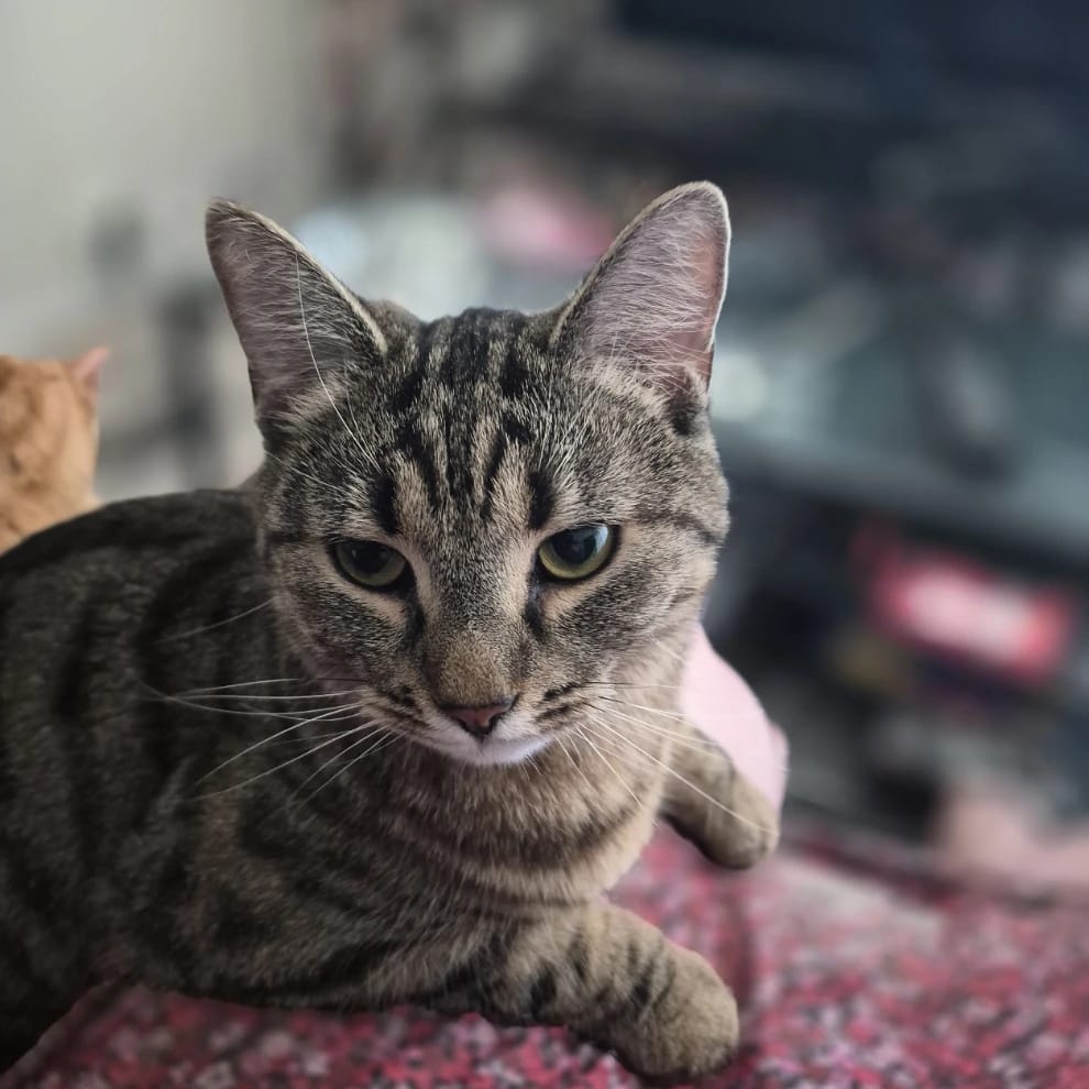 Tiuku