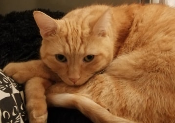 Molli