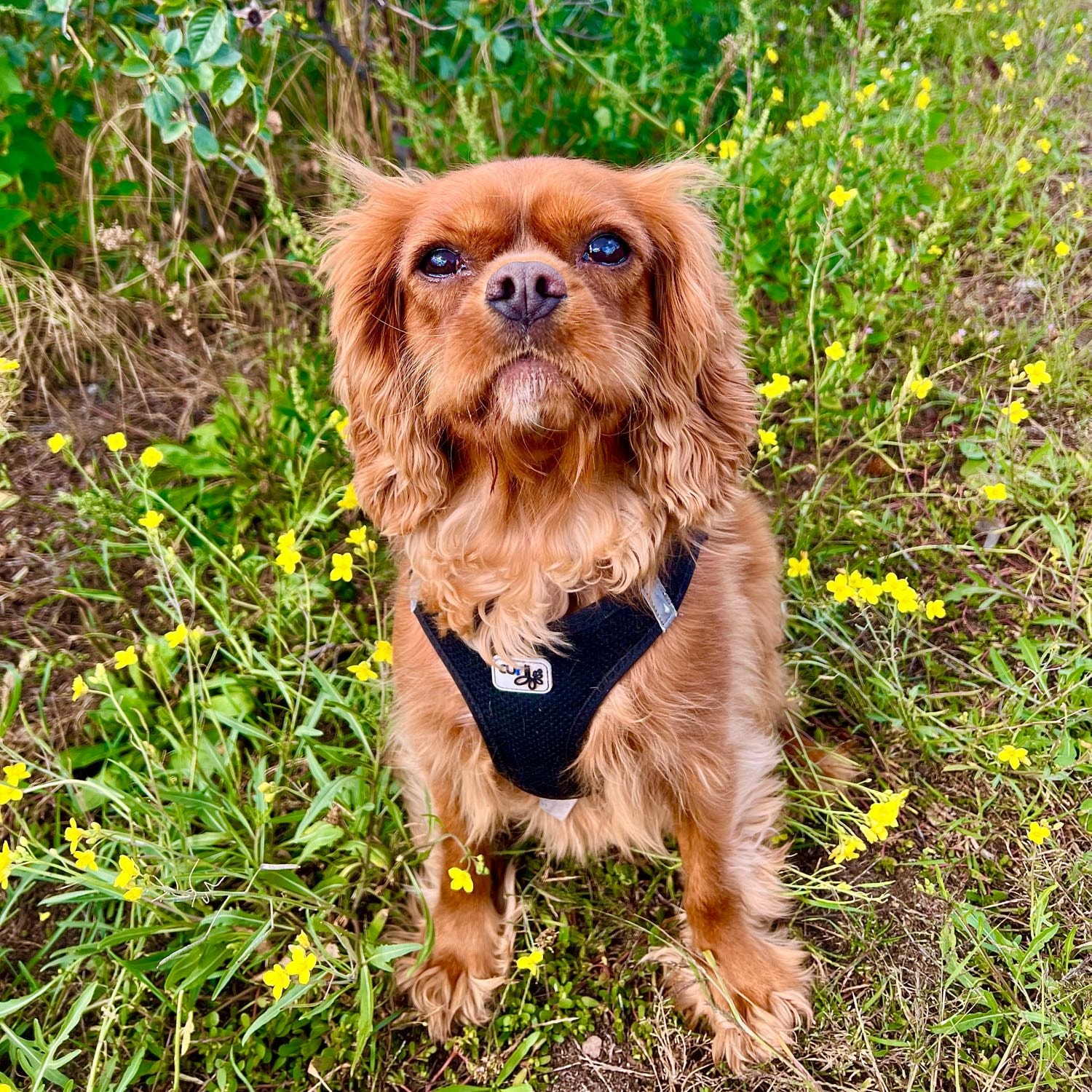 Albert