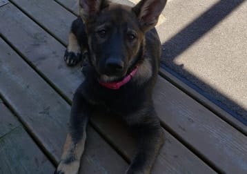 Zelda