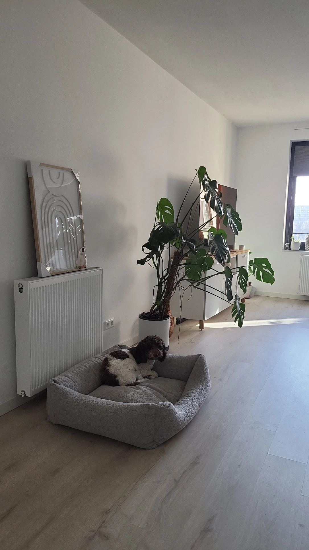 image-19