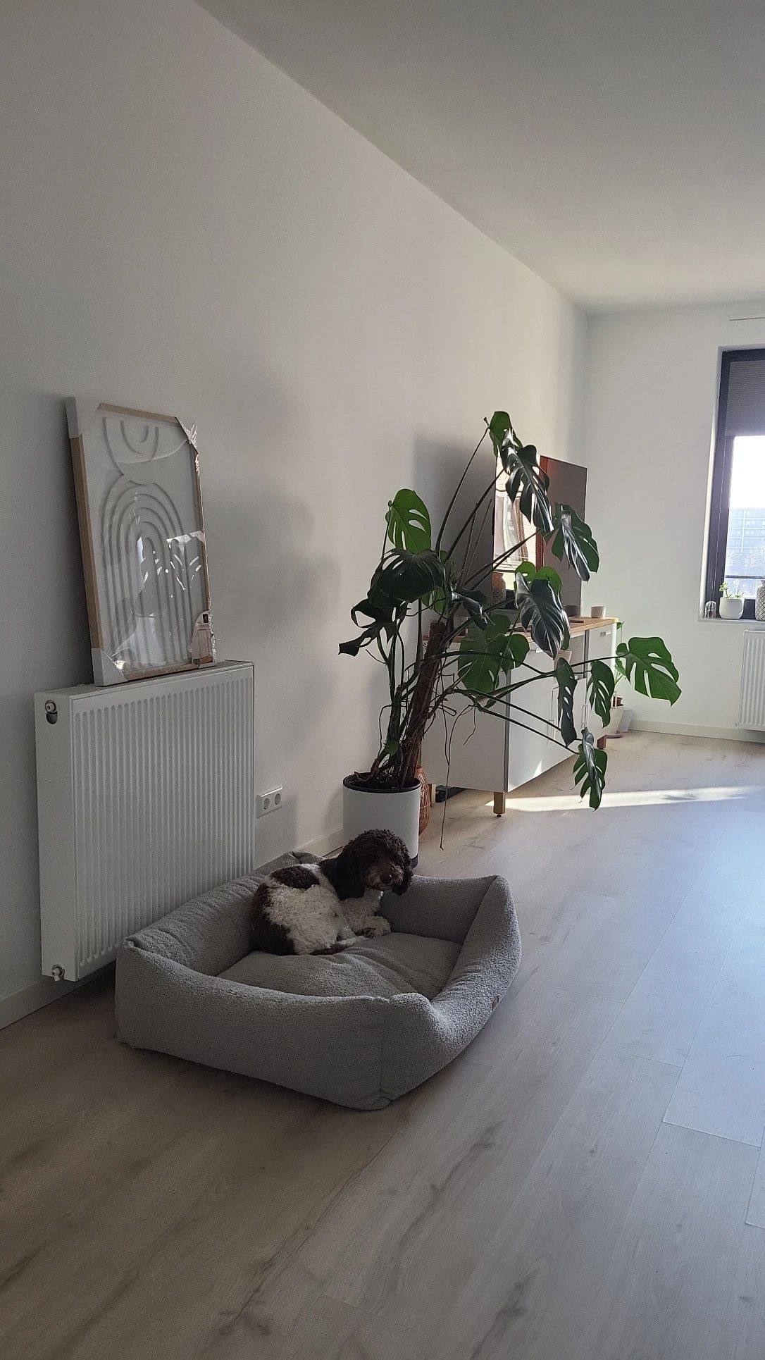 image-19