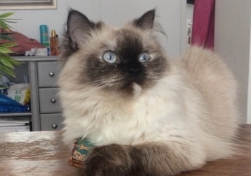 Cleo (voluit cleopatra)