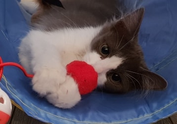 Fluffy ( Is Gone :( ... )