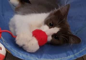 Fluffy ( Is Gone :( ... )