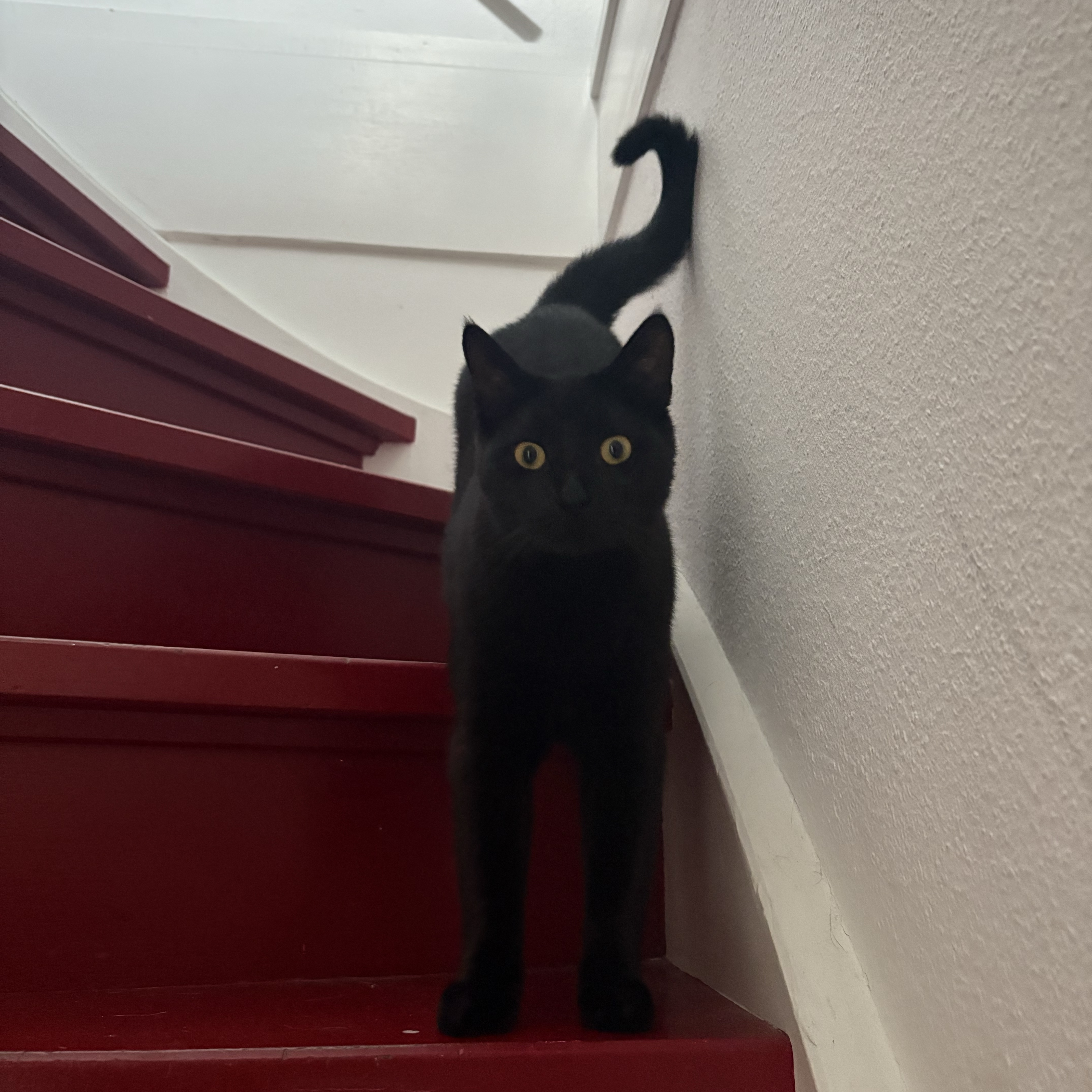 Gigi