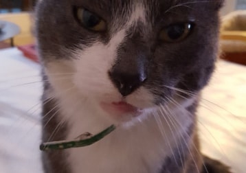 Tom