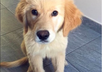 Benji