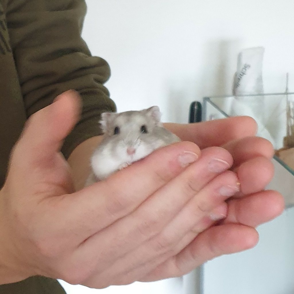 Hamster