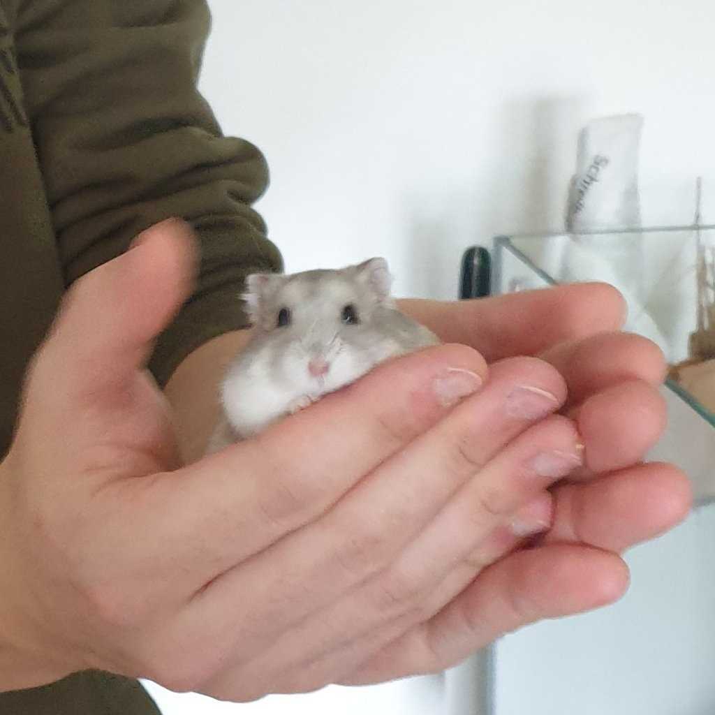 Hamster